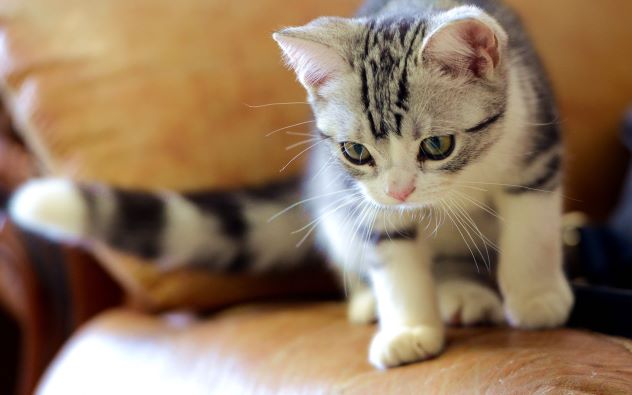 虚拟主机安装兰空图床（Lsky Pro）填坑教程